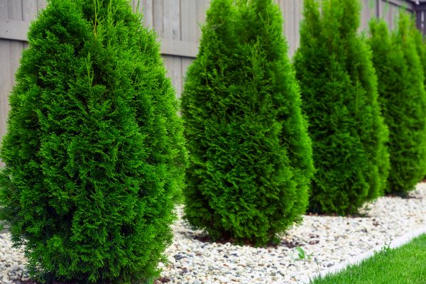 Arborvitae Planting in New Baltimore