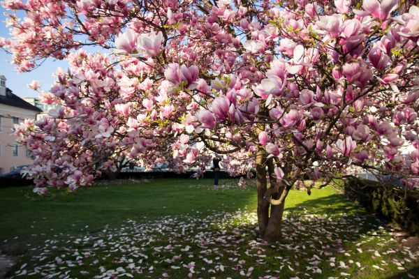 Magnolia Tree Planting in New Baltimore