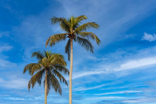 Palm Tree Planting in New Baltimore