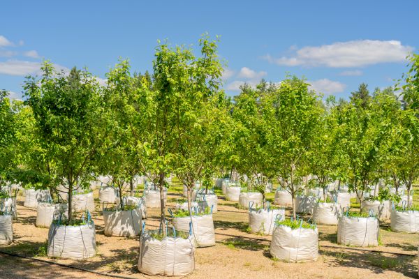 Tree Planting Service in New Baltimore