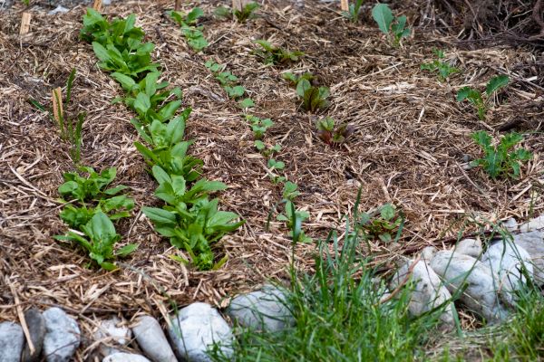 Mulch Service in New Baltimore