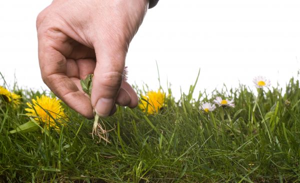 Lawn Weeding in New Baltimore