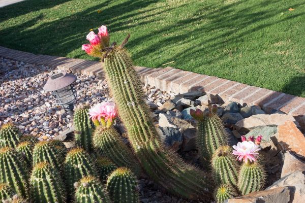 Desert Landscaping in New Baltimore