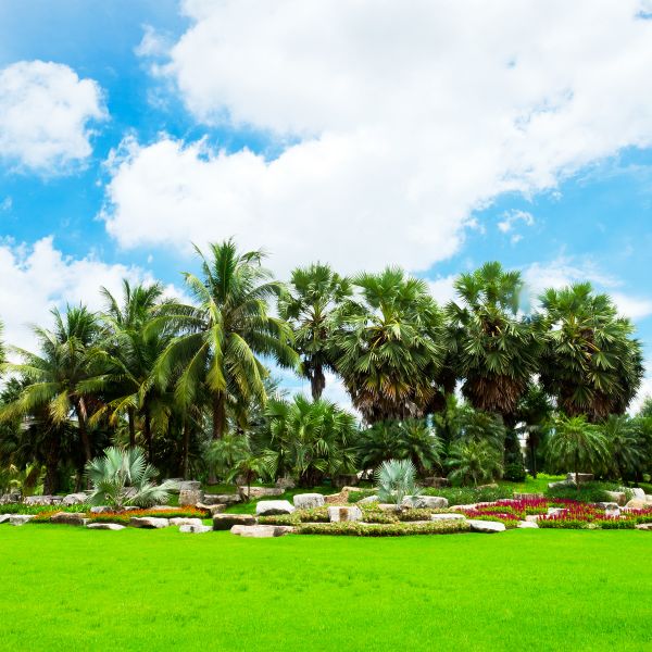 Tropical Landscaping in New Baltimore