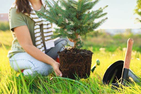 Spruce Tree Planting in New Baltimore