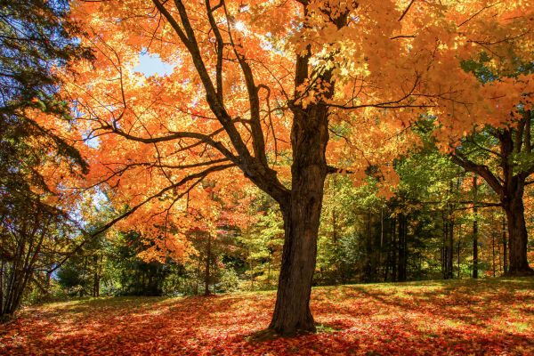 Maple Tree Planting in New Baltimore