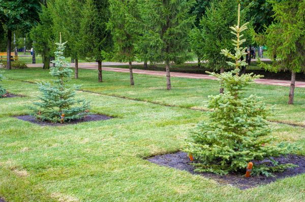 Privacy Trees Planting in New Baltimore