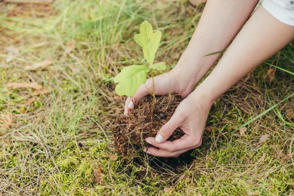 Oak Tree Planting in New Baltimore