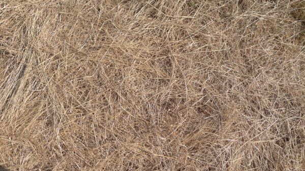 Pine Straw Replacement in New Baltimore