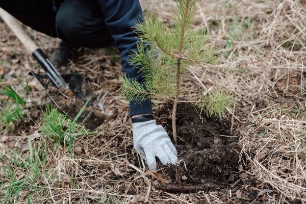 Pine Tree Planting in New Baltimore