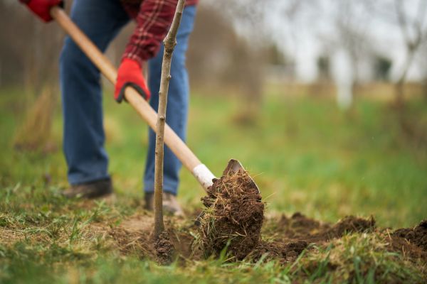 Trees Planting in New Baltimore