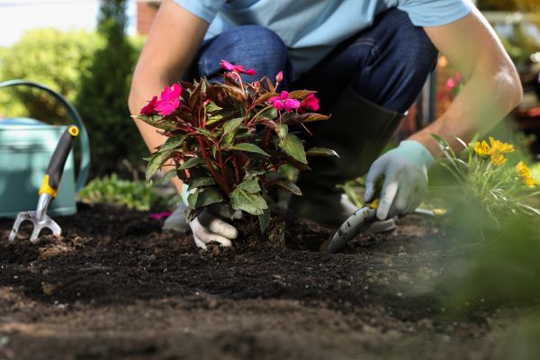 Plant Replacement in New Baltimore