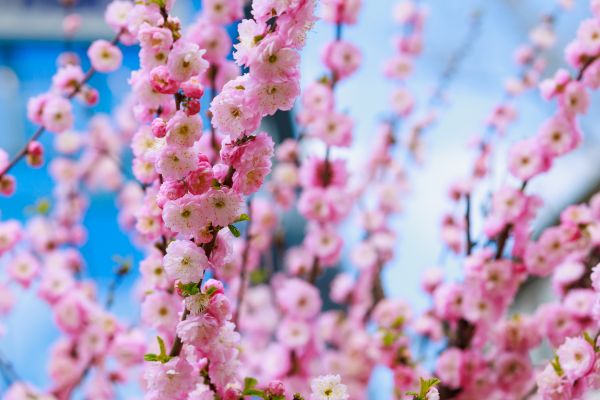 Japanese Cherry Tree Planting in New Baltimore