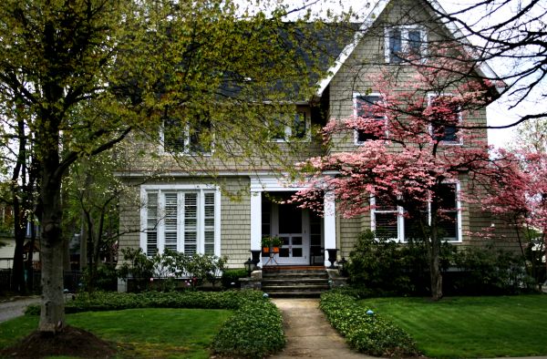 Ornamental Tree Planting in New Baltimore