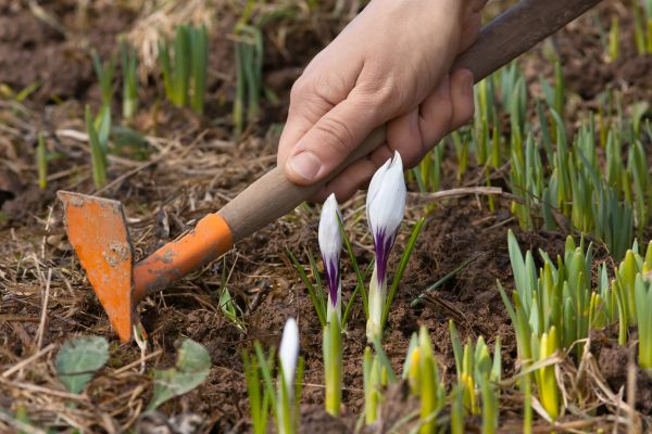 Flower Garden Weeding in New Baltimore