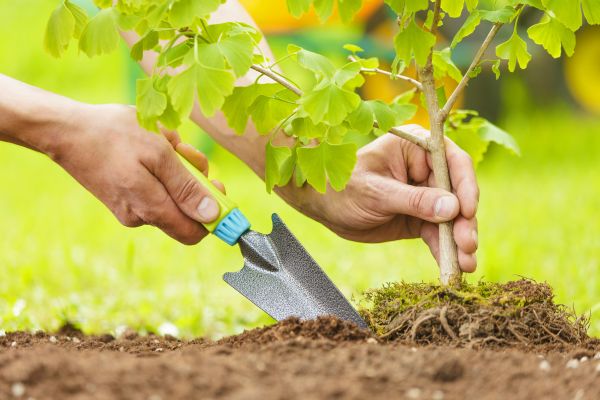 Fruit Tree Planting in New Baltimore