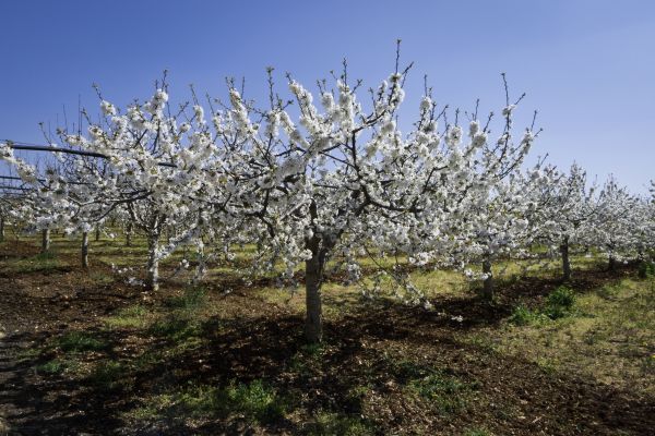 Orchard Planting in New Baltimore