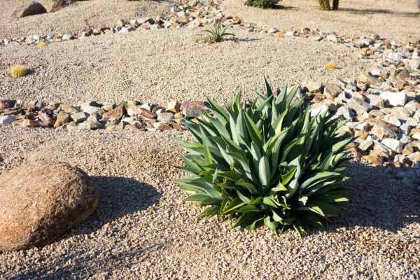 Xeriscaping Service in New Baltimore
