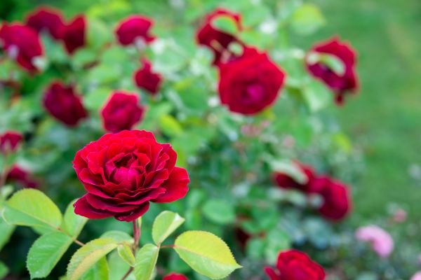 Rose Planting in New Baltimore