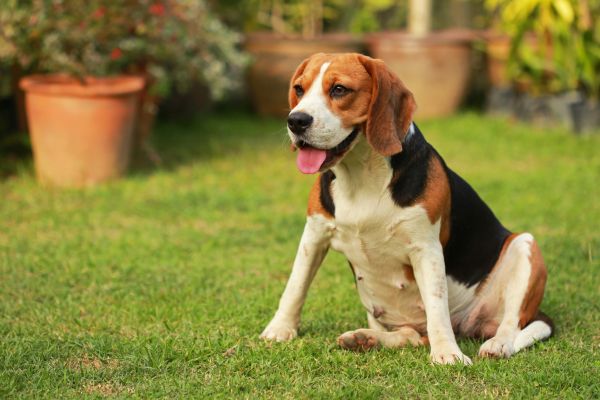 Dog Friendly Landscaping in New Baltimore