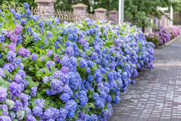 Hydrangea Landscaping in New Baltimore