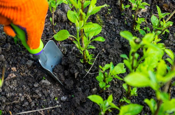Hydrangea Planting in New Baltimore