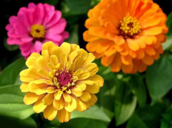 Zinnia Planting in New Baltimore