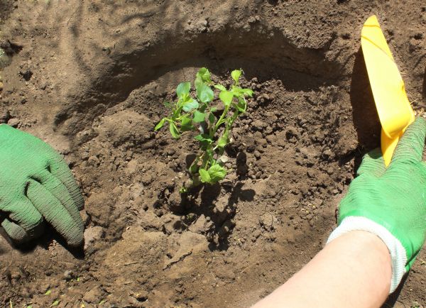 Rose Bush Planting in New Baltimore