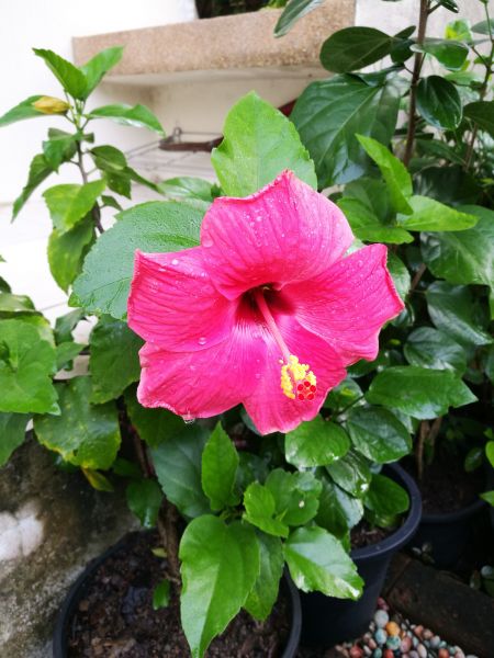 Hibiscus Planting in New Baltimore