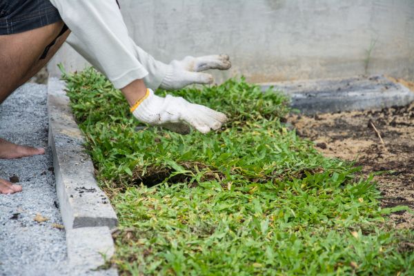 Ground Cover Planting in New Baltimore