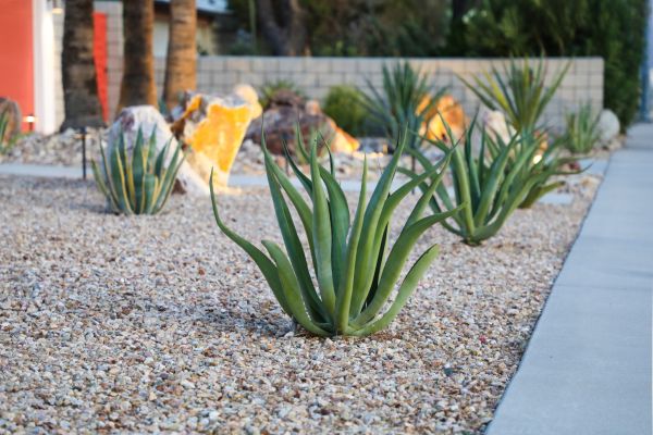 Drought Resistant Landscaping in New Baltimore