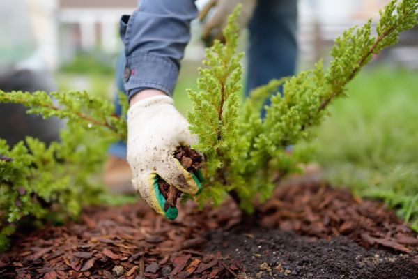 Church Mulching in New Baltimore