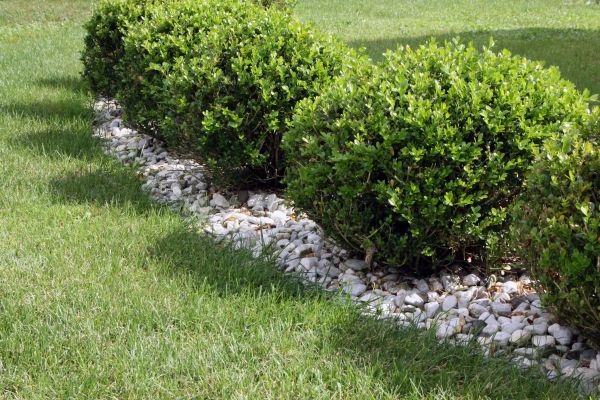 Boxwood Planting in New Baltimore