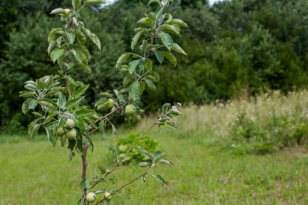 Apple Tree Planting in New Baltimore