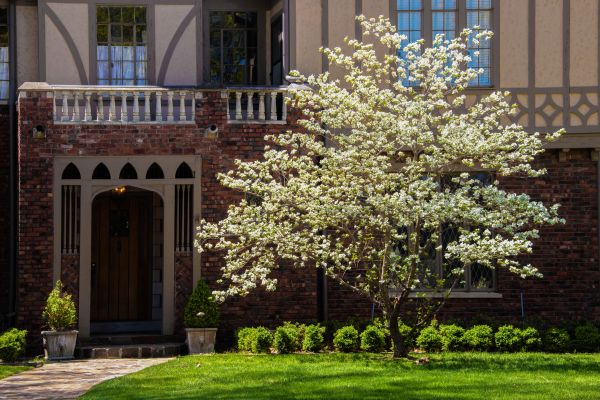 Dogwood Tree Planting in New Baltimore